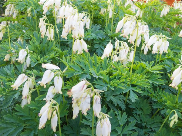 Dicentra bloom in spring garden