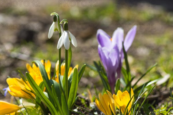 Crocuses blooming in the botanical garden in spring