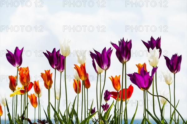 Blooming tulips, lakeside promenade, Ueberlingen, Lake Constance, Baden-Wuerttemberg, Germany, Europe