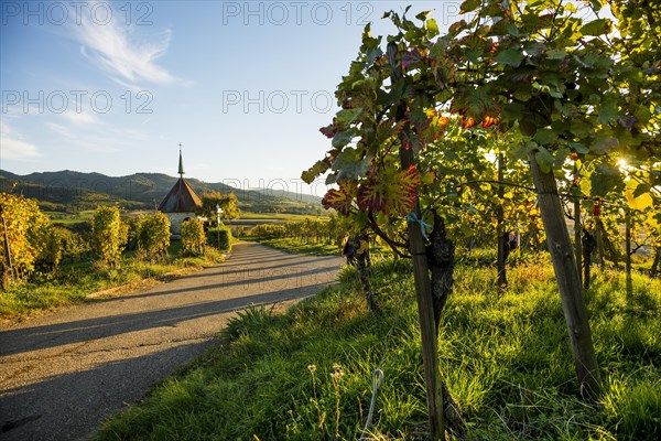 Mount of Olives Chapel in the vineyards, sunset, Ehrenstetten, Markgraeflerland, Black Forest, Baden-Wuerttemberg, Germany, Europe