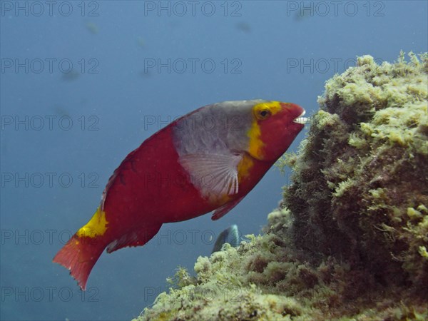 Mediterranean parrotfish (Sparisoma cretense), dive site Los Cancajos, La Palma, Canary Islands, Spain, Atlantic Ocean, Europe