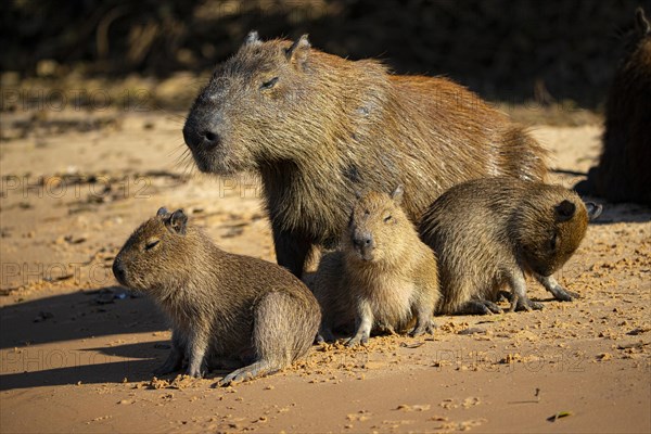 Capybara (Hydrochaeris hydrochaeris) Pantanal Brazil