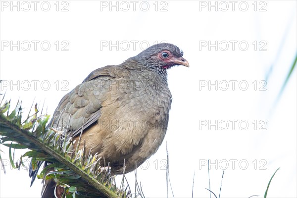 Chaco chachalaca (Ortalis canicollis) Pantanal Brazil