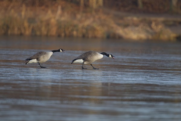 Canada goose (Branta canadensis) two adult birds on a frozen lake in winter, England, United Kingdom, Europe