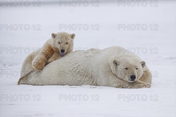 Polar bear (Ursus maritimus), mother and young lying peacefully in the snow, Kaktovik, Arctic National Wildlife Refuge, Alaska, USA, North America
