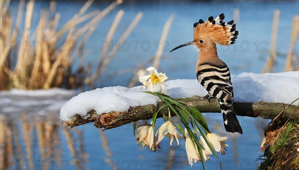 KI generated, animal, animals, bird, birds, biotope, habitat, one, individual, water, reeds, water lilies, blue sky, foraging, wildlife, hoopoe (Upupa epops), treehoppers, winter, ice, snow