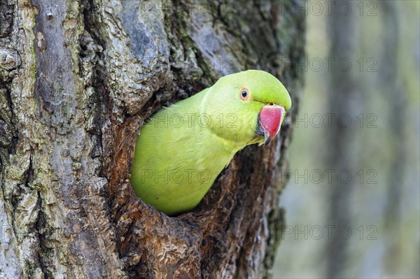 Rose-ringed parakeet (Psittacula krameri) looking out of its breeding den, wildlife, Germany, Europe