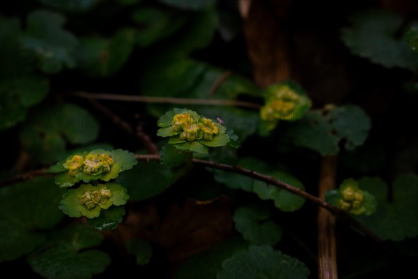 Alternate-leaved golden saxifrage (chrysosplenium alternifolium), close-up, Neubeuern, Germany, Europe