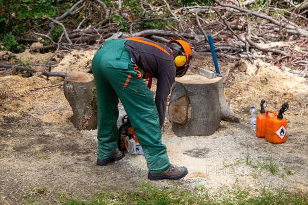 Logging work in the Palatinate Forest