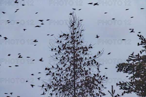 Natural spectacle in the Swabian Alb. Flocks of bramblings (Fringilla montifringilla) spend the winter near Schelklingen. They find plenty of food in the beech forests of the low mountain range. Experts estimate the number of birds at up to three million, Schelklingen, Baden-Wuerttemberg, Germany, Europe