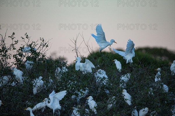 Cattle egret (Bubulcus ibis) roost Pantanal Brazil