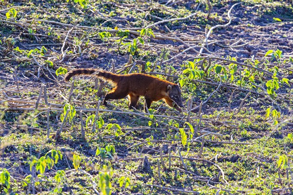 South American coati (nasua nasua) Pantanal Brazil