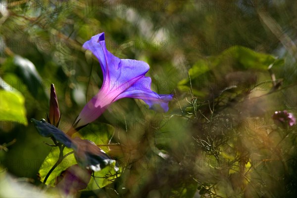 Morning Glory (Ipomoea Tricolor or Indica or Purpurea) La Palma, Canary Islands, Spain, Europe