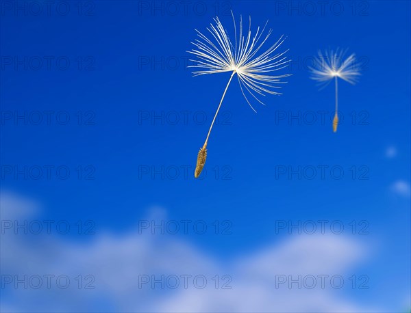 Dandelion seed (Taraxacum Officinale) fly