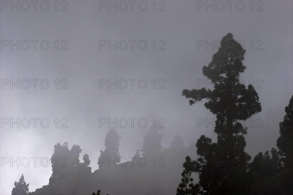 Pine tree in the mist from tradewind, La Palma, Canary Islands, Spain, Europe