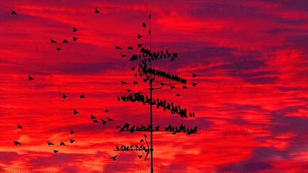 Flock of common starlings (Sturnus Vulgaris) on TV antenna Munich, Bavaria, Germany, Europe