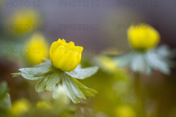 Flowering winter aconite (Eranthis hyemalis), Weinviertel, Lower Austria