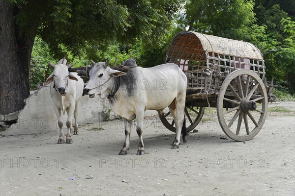 Farmer with oxcart, Mingun, Mandalay Division, Myanmar, Asia