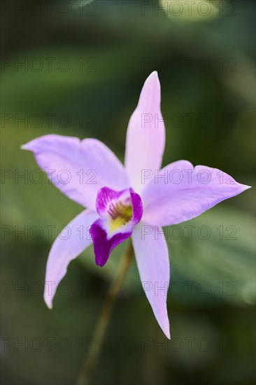 Bamboo orchid (Arundina graminifolia) flower growing in a greenhouse, Bavaria, Germany, Europe