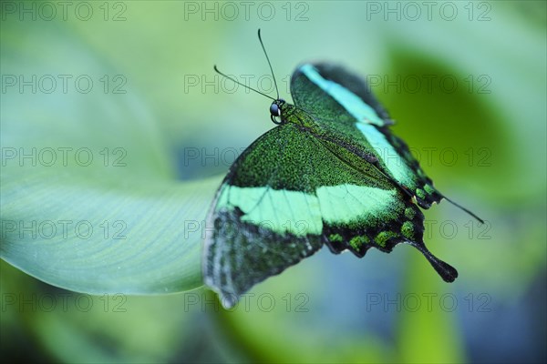 Emerald swallowtail butterfly (Papilio palinurus) sitting on a leaf, Germany, Europe