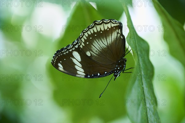 Great eggfly (Hypolimnas bolina) sitting on a leaf, Germany, Europe