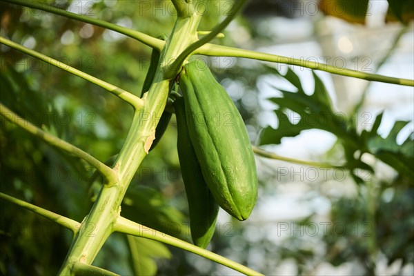 Papaya (Carica papaya) fruits hanging on a tree in a greenhouse, Germany, Europe