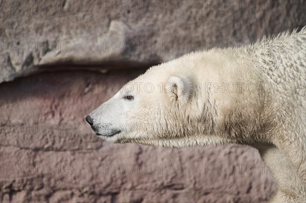 Polar bear (Ursus maritimus) portrait, captive, Germany, Europe