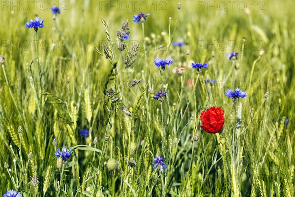 Red poppy flower (Papaver rhoeas), green barleys (Hordeum vulgare), cornflowers (Centaurea cyanus), field flowers, wildflowers in barley field, symbolic photo, organic farming, organic cultivation, Weserbergland, Polle, Lower Saxony, Germany, Europe