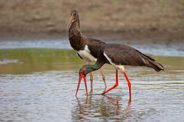 Black stork (Ciconia nigra), adult and juvenile, Mecklenburg-Western Pomerania, Germany, Europe