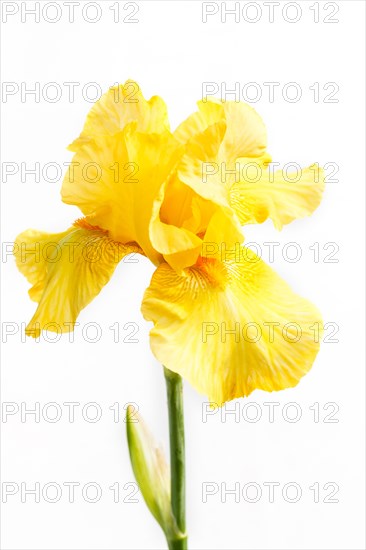 Beautiful multicolored iris flower isolated in white. Close up