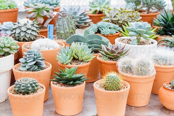 Various types of succulent in flower pots in the greenhouse. Closeup, selective focus