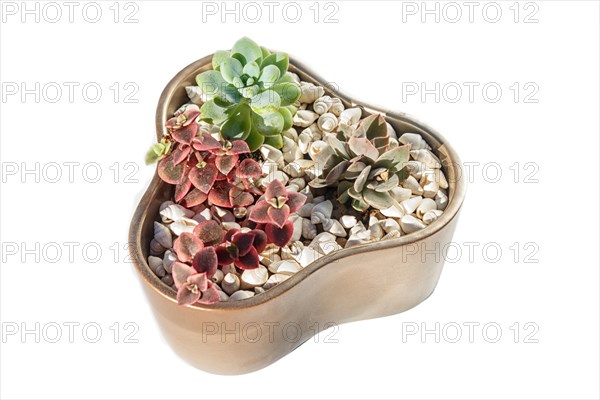 Small succulents in a ceramic pot on a white background