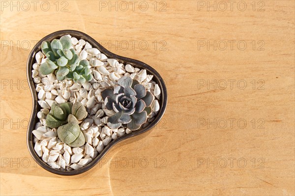 Small succulents in a ceramic pot on a wooden background with copy space. top view