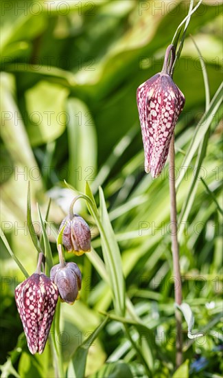 Snake's Head Fritillary (Fritillaria meleagris) on green blurred background