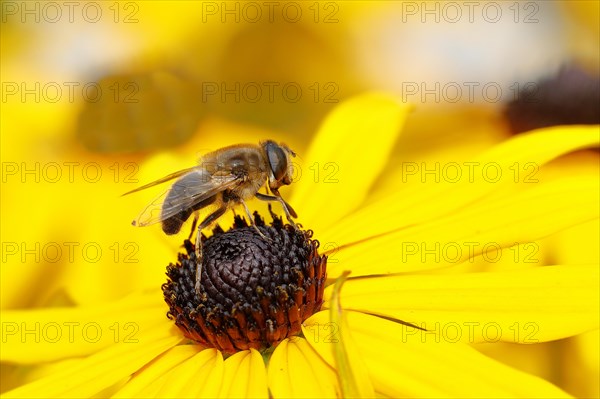 Dronefly (Eristalis tenax) on yellow coneflower (Echinacea paradoxa), Wilden, North Rhine-Westphalia, Germany, Europe