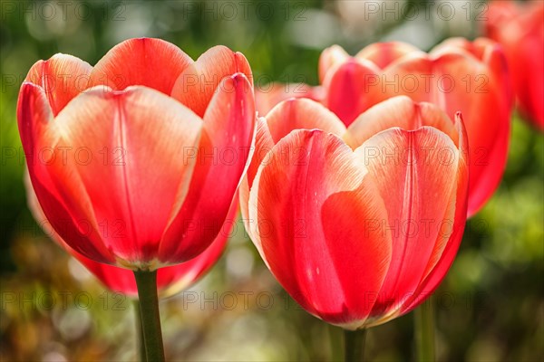 Beautiful rose tulip flowers with green blurred background