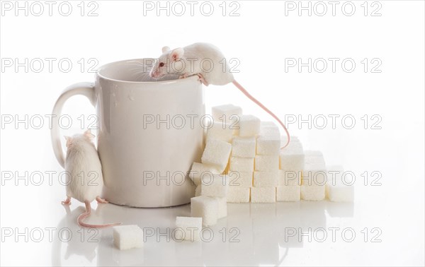 Two white laboratory mice crawling up the stairs from the sugar cubes and a cup, diabetes concept