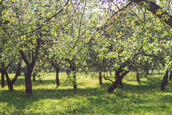 Blooming apple trees in spring park