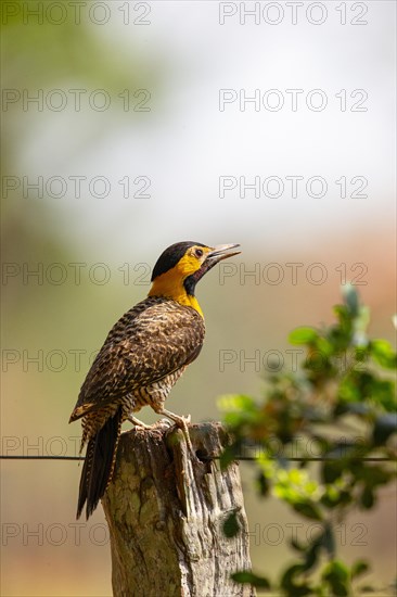 Pileated campo flicker (Colaptes campestris) Pantanal Brazil