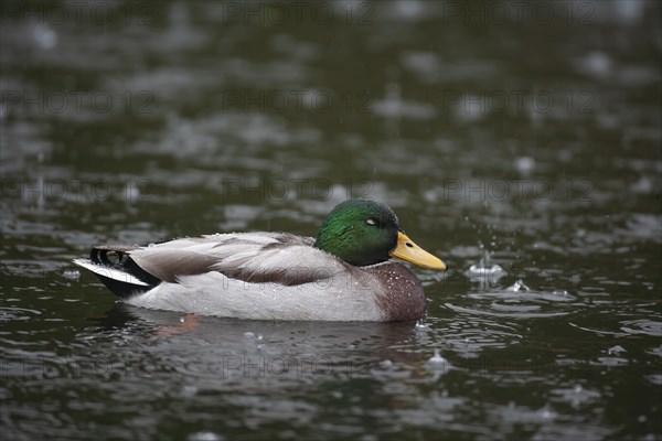 Mallard duck (Anas platyrhynchos) adult male bird on a lake in a rain shower, England, United Kingdom, Europe