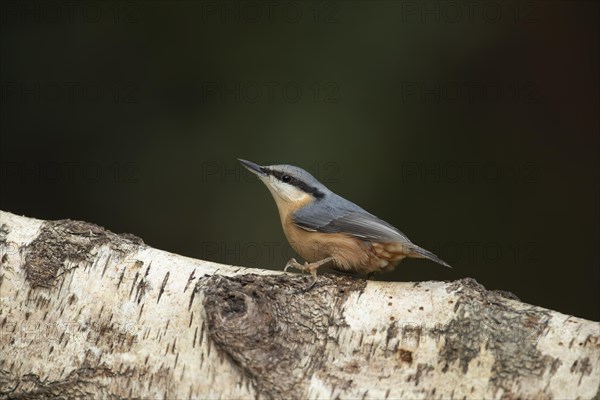 European nuthatch (Sitta europaea) adult bird on a tree branch, Wales, United Kingdom, Europe