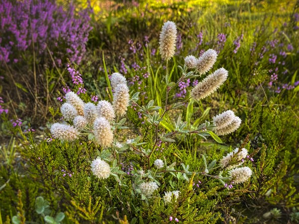 Rabbitfoot clover (Trifolium arvense) with dew, Norre fog, Region Syddanmark, Denmark, Europe