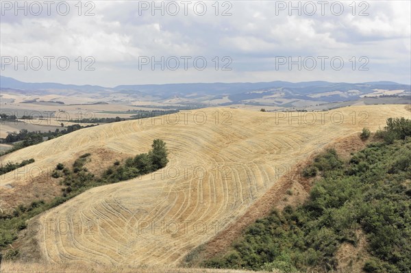 Harvested wheat field, landscape north of Sorano, Tuscany, Italy, Europe