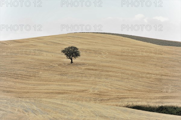 Harvested fields south of Siena, Crete Senesi, Tuscany, Italy, Europe