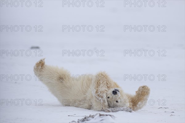 Polar bear (Ursus maritimus), young, playing in the snow, Kaktovik, Arctic National Wildlife Refuge, Alaska, USA, North America