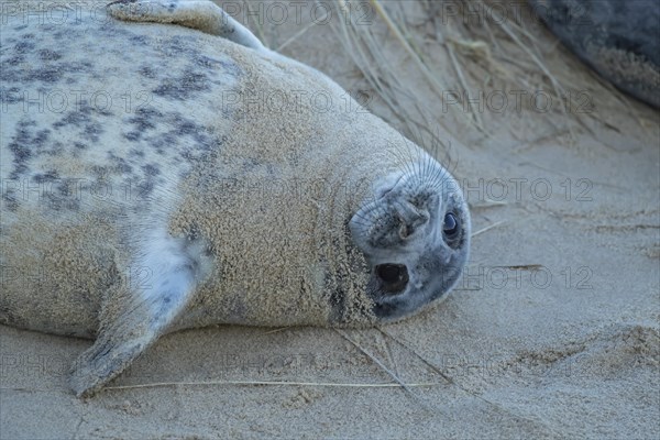 Atlantic grey seal (Halichoerus grypus) juvenile animal resting on a beach, Norfolk, England, United Kingdom, Europe