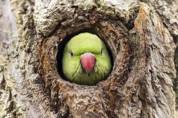 Rose-ringed parakeet (Psittacula krameri) looking out of its breeding den, wildlife, Germany, Europe