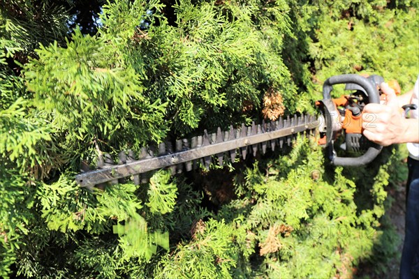 Man cutting hedges and greenery