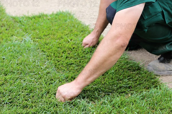 Gardener lays sod