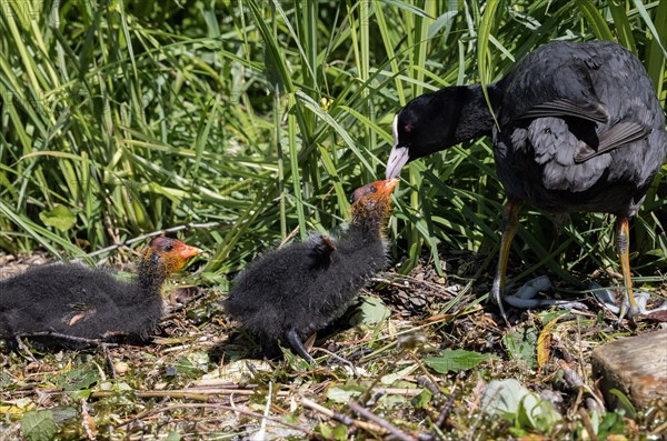 Common coot (Fulica atra) with chicks feeding